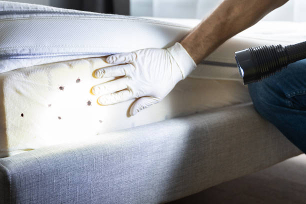 Reliable Shafer, MN Pest Control Solutions